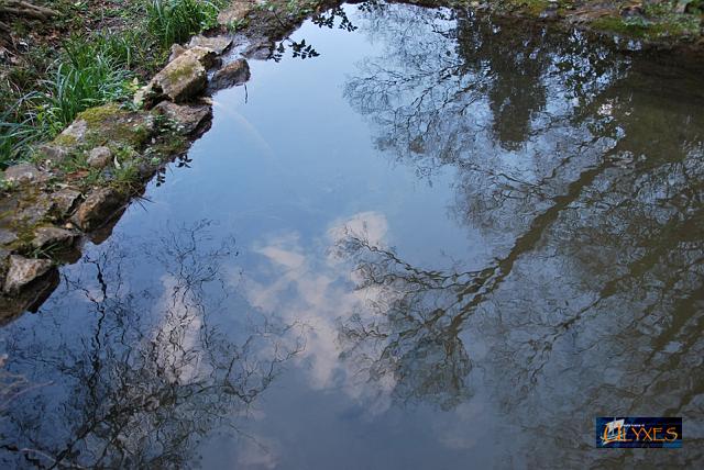 alberi riflessi.JPG